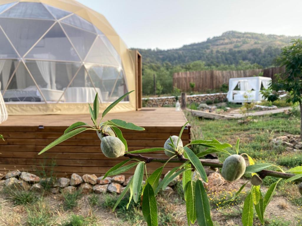 Primer plano de una rama de almendro con almendras verdes frente a una cúpula geodésica para glamping, rodeada de vegetación y montañas